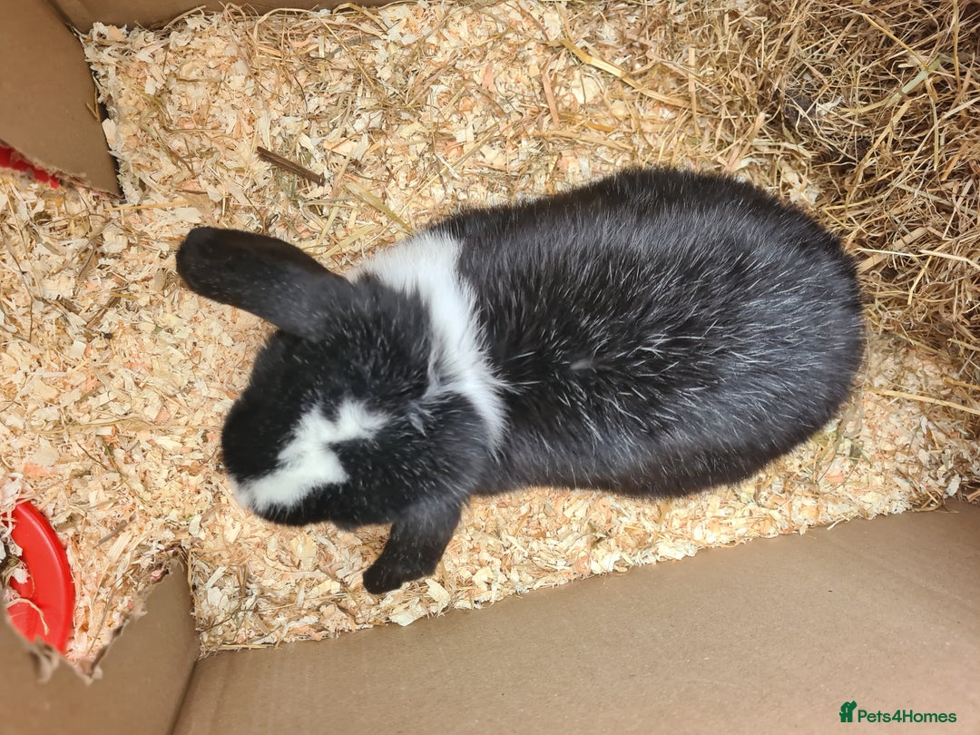 Mini Lop rabbits for sale: Mini lop buck - Advert 4