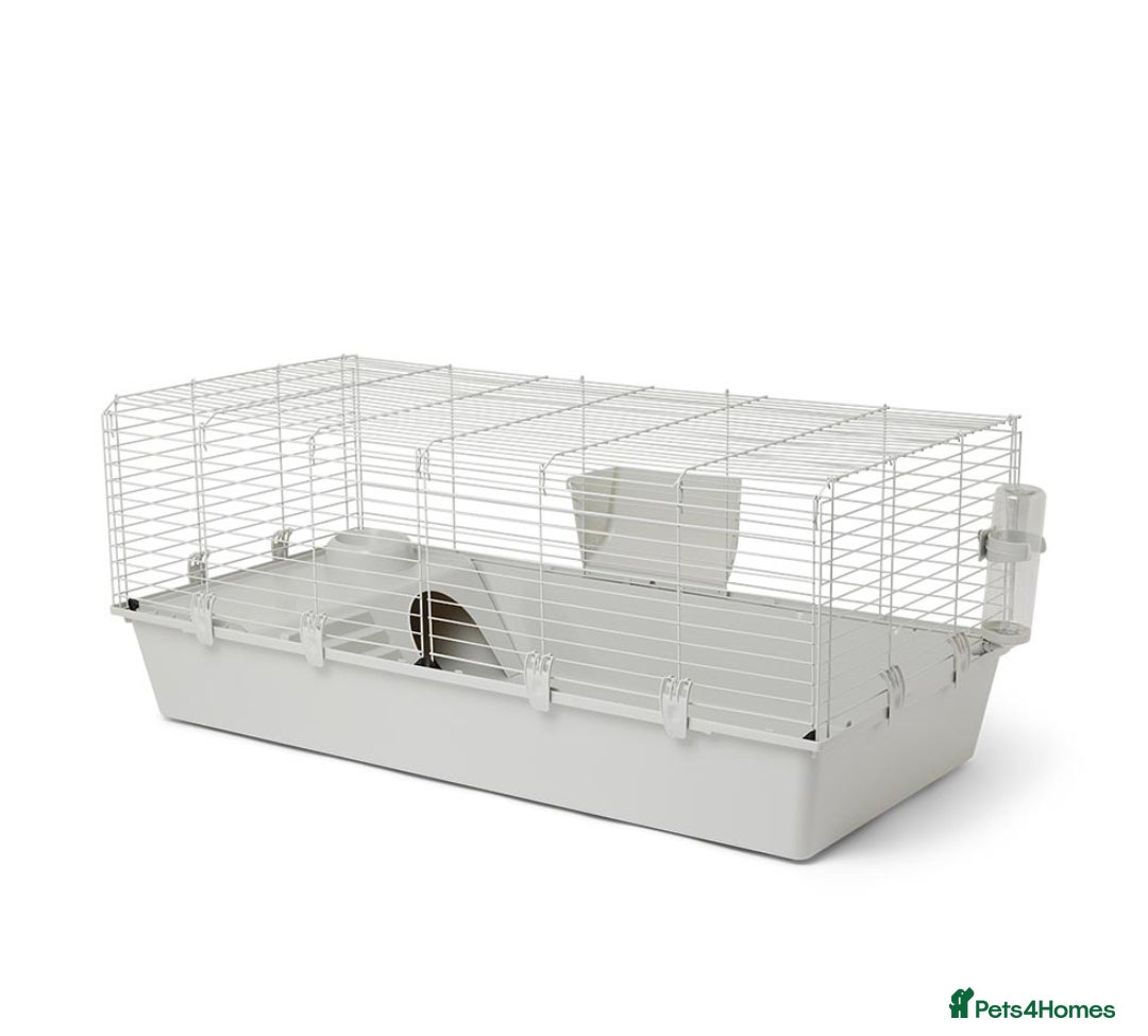 Guinea Pig rodents for sale: Guinea pigs and huge set up (huge deal) - Advert 14