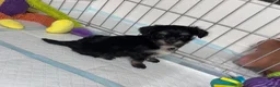 Mixed Breed dogs for sale: Tiny Malchi puppies - Advert 5