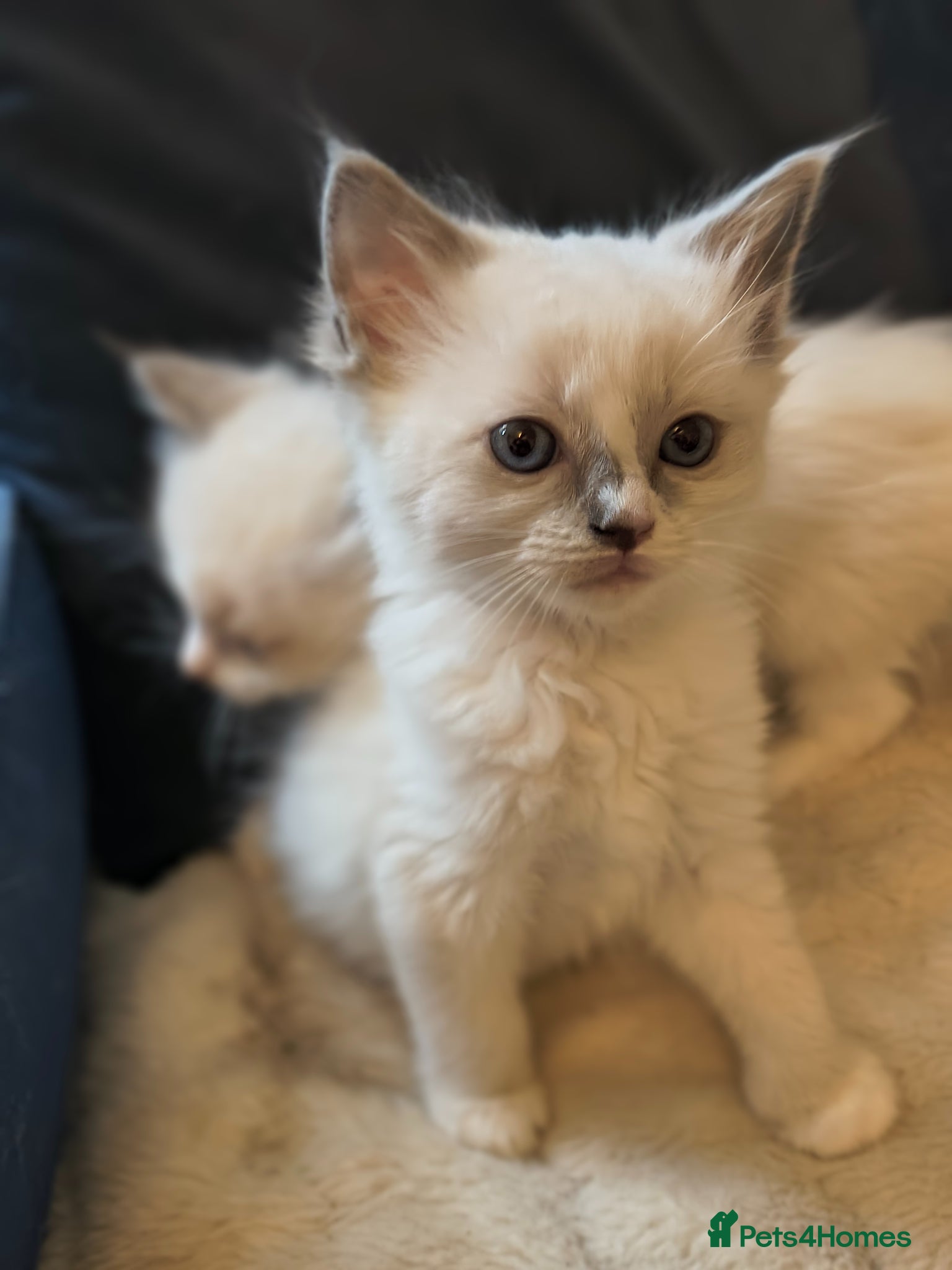 Ragdoll Kitten 2