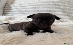 Chihuahua dogs for sale: Absolutely Stunning Little Chihuahua Puppies - Image 4