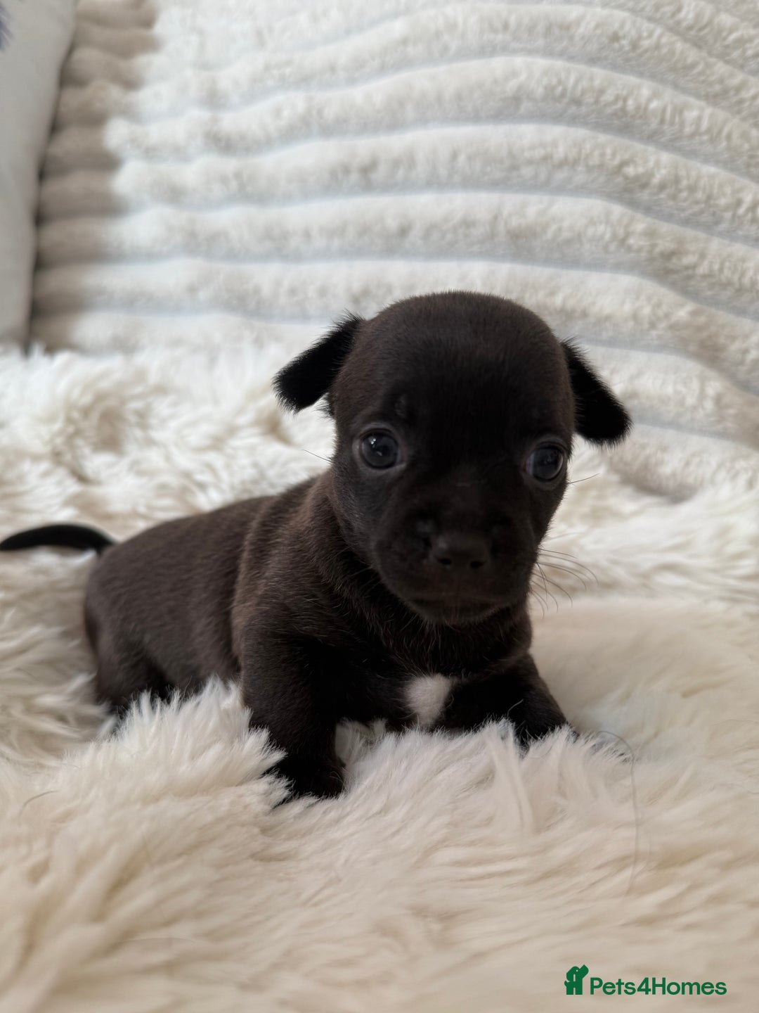 Chihuahua dogs for sale: Absolutely Stunning Little Chihuahua Puppies - Image 4