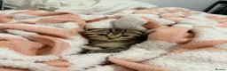 Scottish Fold cats for sale: Scottish Fold x British Short Hair Kittens - Advert 9