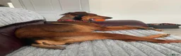 Mixed Breed dogs for adoption: Bonnie – Ball-obsessed bestie seeks forever home in Birmingham - Advert 10