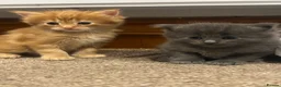Maine Coon cats for sale: Maine coon kittens - Advert 17