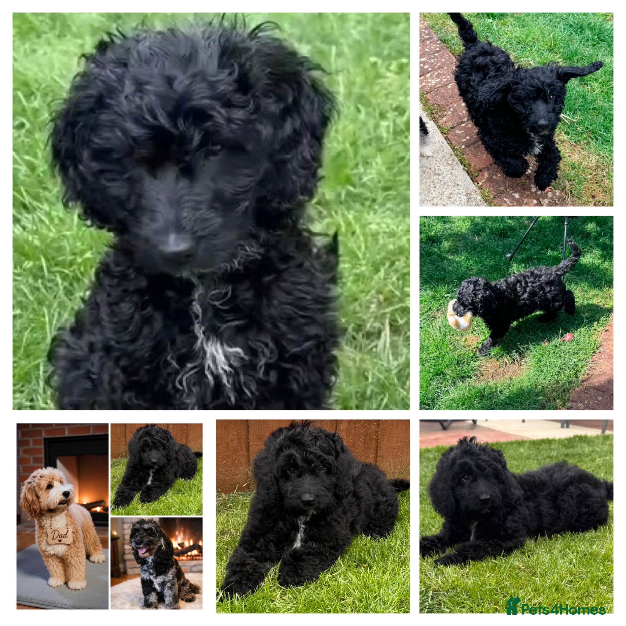 Australian Labradoodle dogs a boy ready for a loving family - Advert 10