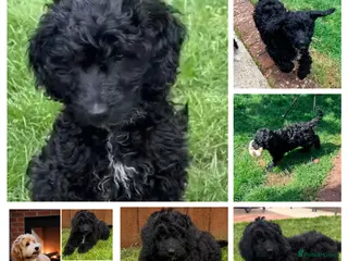 Australian Labradoodle dogs a boy ready for a loving family - Advert 10