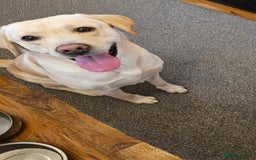 Labrador Retriever dogs for sale: Beautiful lab male - Image 3