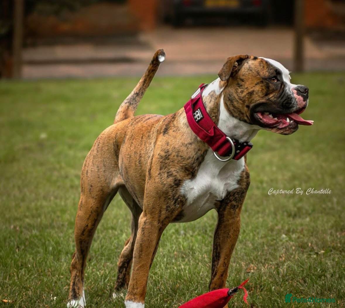 Mixed Breed dogs American bulldog x Staffy  - Advert 2