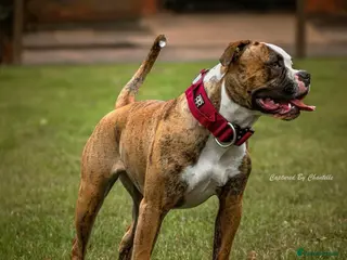Mixed Breed dogs American bulldog x Staffy - Advert 2
