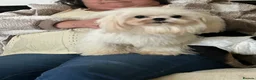 Maltese dogs for stud: Very beautiful Korean Maltese for stud  - Advert 3
