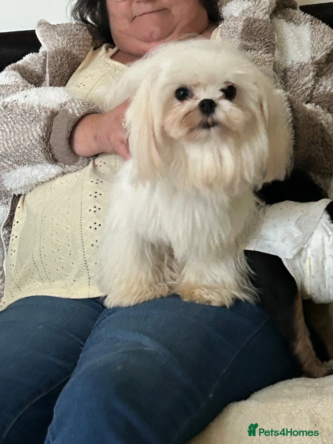 Maltese dogs for stud: Very beautiful Korean Maltese for stud  - Advert 2