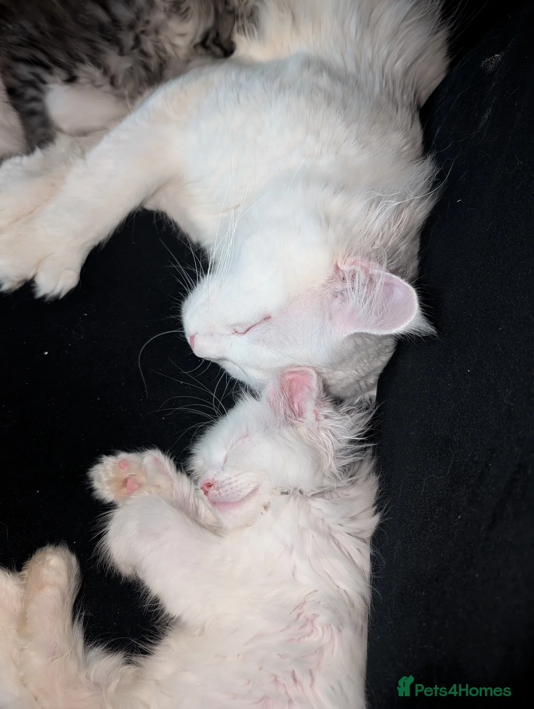 Maine Coon cats for stud: Beautiful polydactyl white Maine coon for stud  in Sunderland - Advert 6