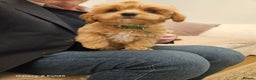 Cavapoo dogs for sale: LITTER OF BEAUTIFUL F2 CAVAPOO 1 boy now left   - Advert 10