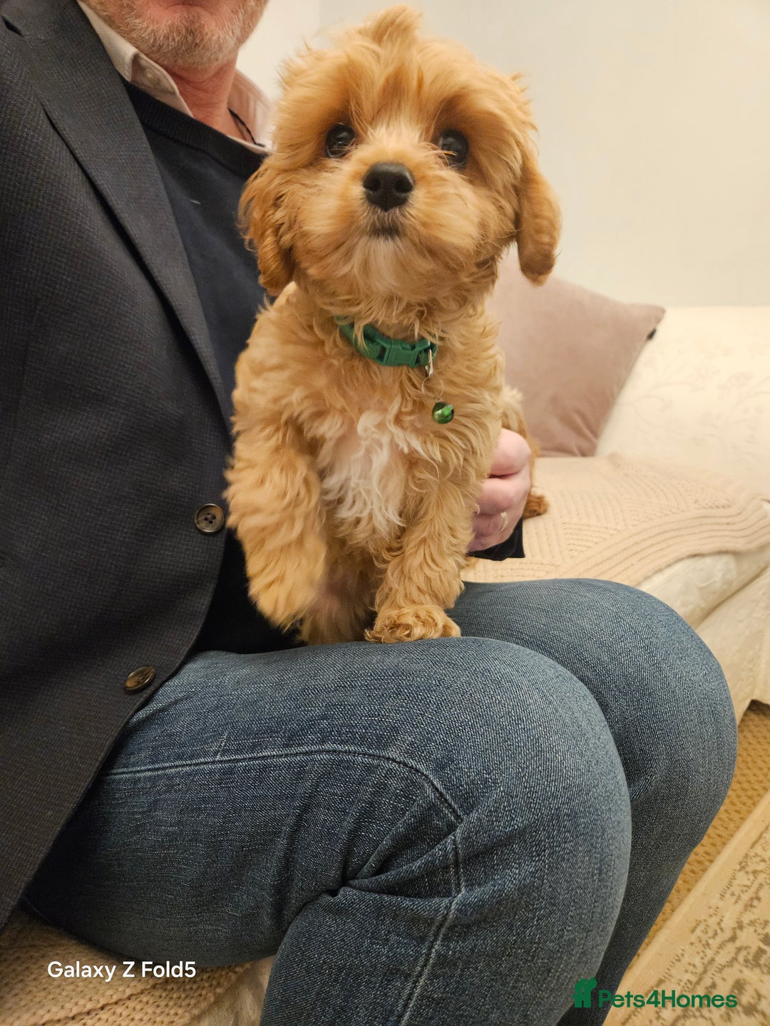 Cavapoo dogs for sale: LITTER OF BEAUTIFUL F2 CAVAPOO 1 boy now left   - Advert 10