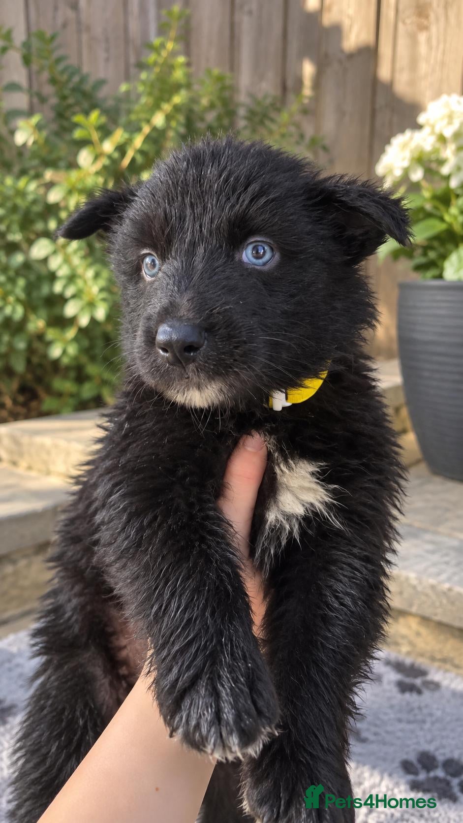 Shepsky dogs Beautiful german shepherd x syberian husky puppies - Advert 2