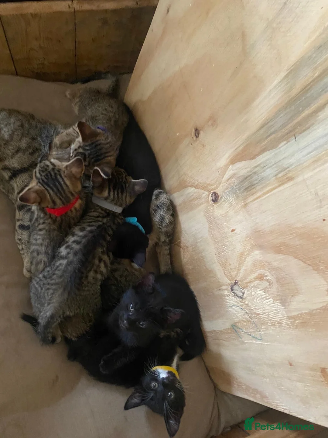 Mixed Breed cats for sale: 8 beautiful kittens available now - Advert 2