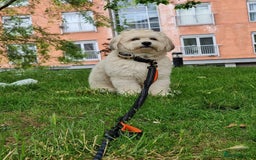 Mixed Breed dogs for stud: Teddy, dog for stud - Image 5