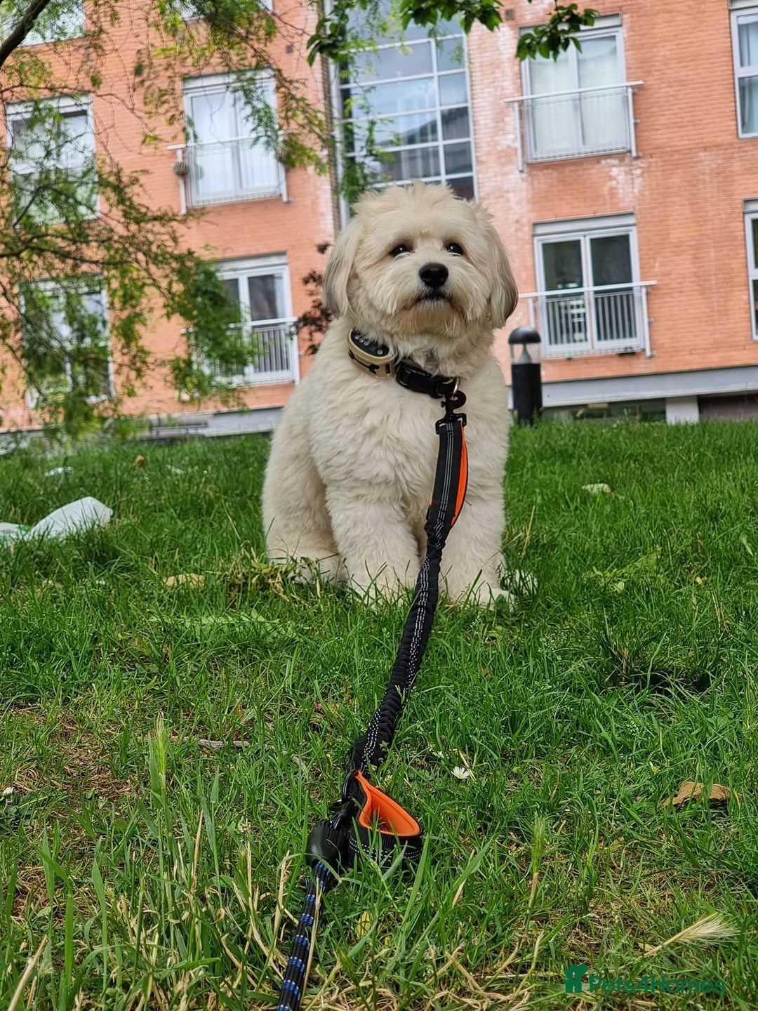 Mixed Breed dogs for stud: Teddy, dog for stud - Image 5