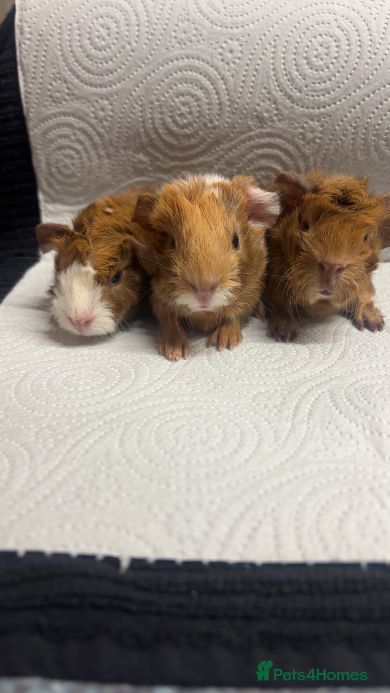 Guinea Pig rodents Beautiful babies BORN - Advert 15
