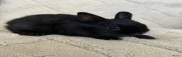 Netherland Dwarf rabbits for sale: 6 Adorable Netherland Dwarf Bunnies 🐰  - Advert 7