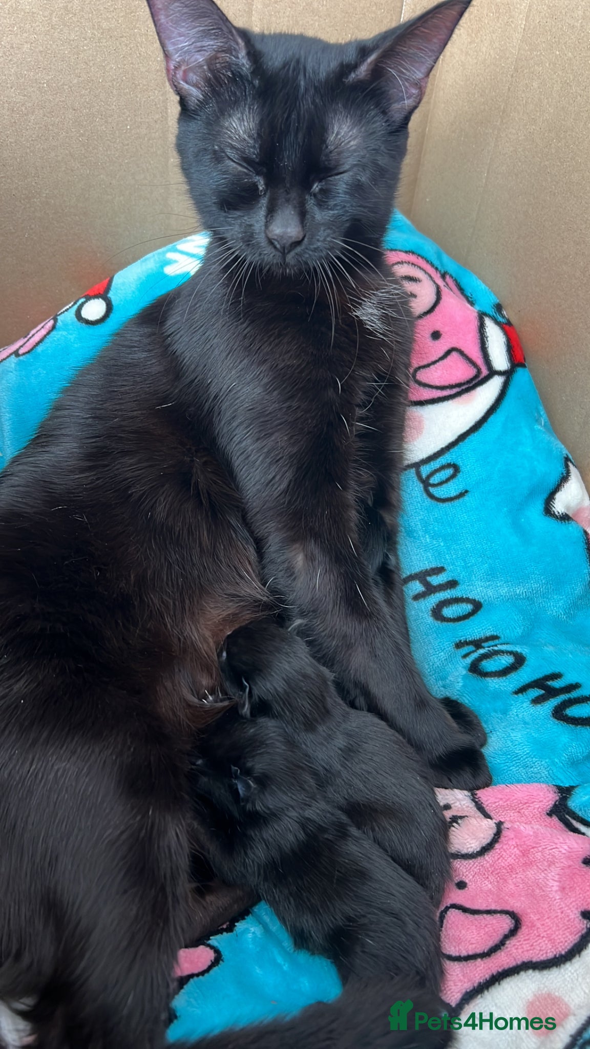 Mixed Breed cats Female black kittens  - Advert 8