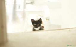 British Longhair cats for sale: Ready To Go This Weekend! 3 Sweet Little Kittens - Image 8