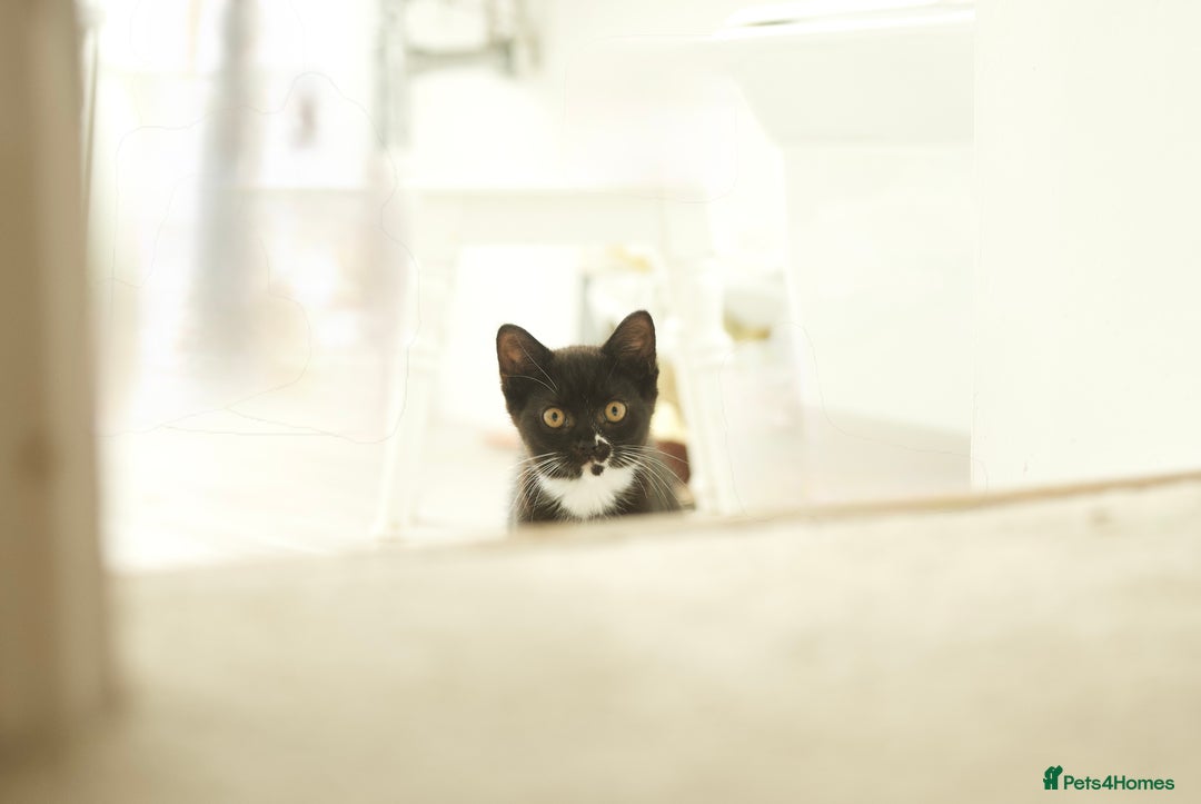 British Longhair cats for sale: Ready To Go This Weekend! 3 Sweet Little Kittens - Image 8