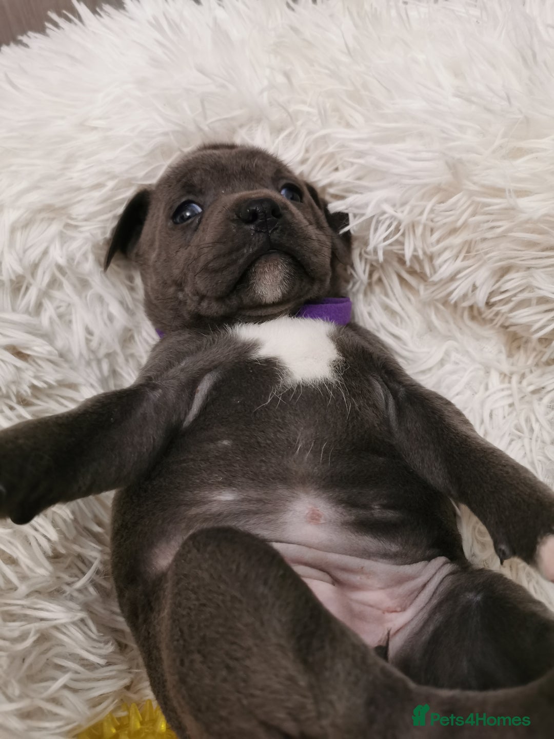 Staffordshire Bull Terrier dogs for sale: Staffordshire Bull Terrier puppies for sale  - Advert 7