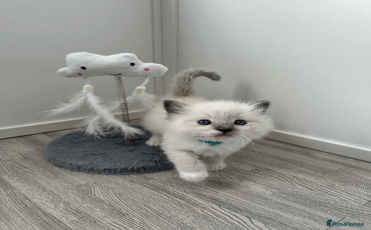 Ragdoll cats for sale - Advert 2