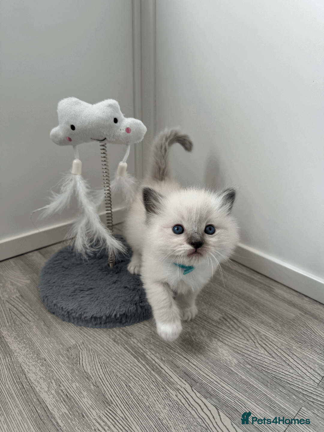 Ragdoll cats for sale: Championship 5 Generation Pedigree GCCF Ragdolls - Image 1