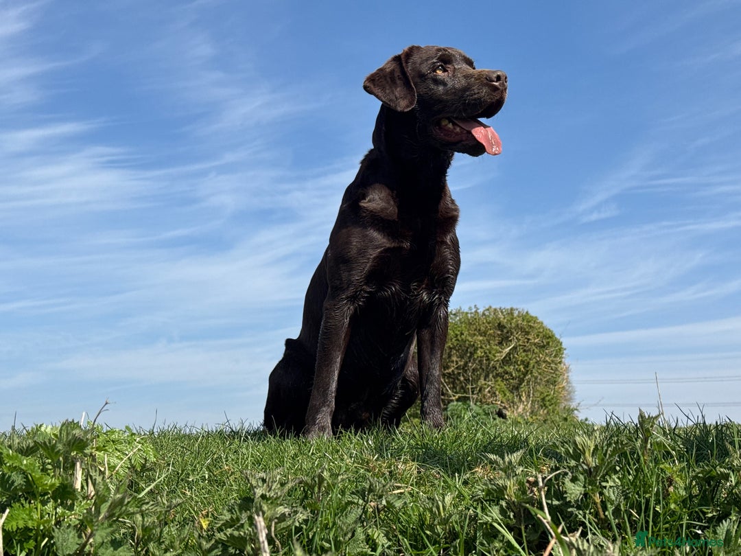 Labrador Retriever dogs for stud: Proven KC Reg Labrador health tested stud in Olney - Image 24