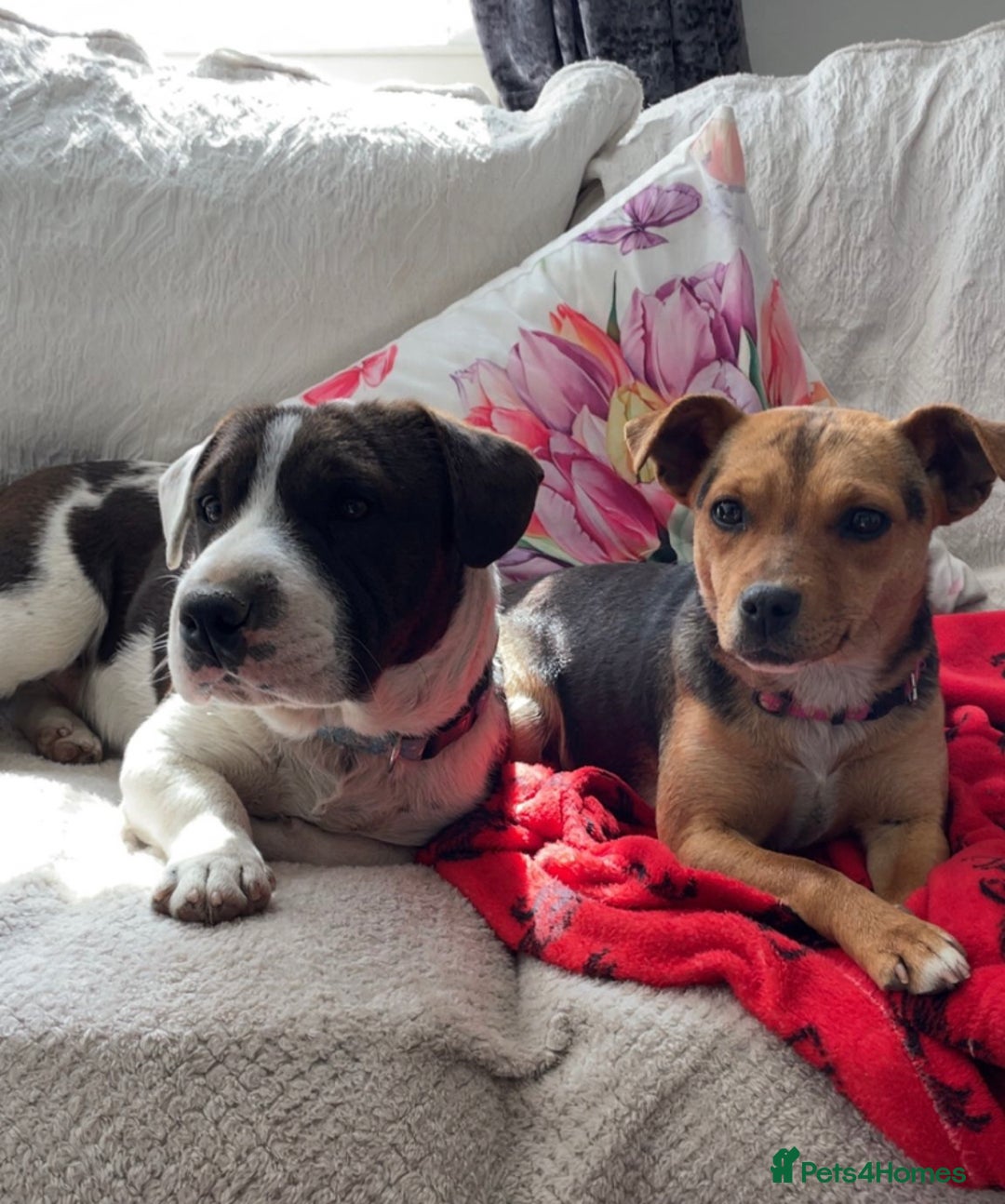 Mixed Breed dogs for sale: Terrier cross puppies for sale.  - Image 7