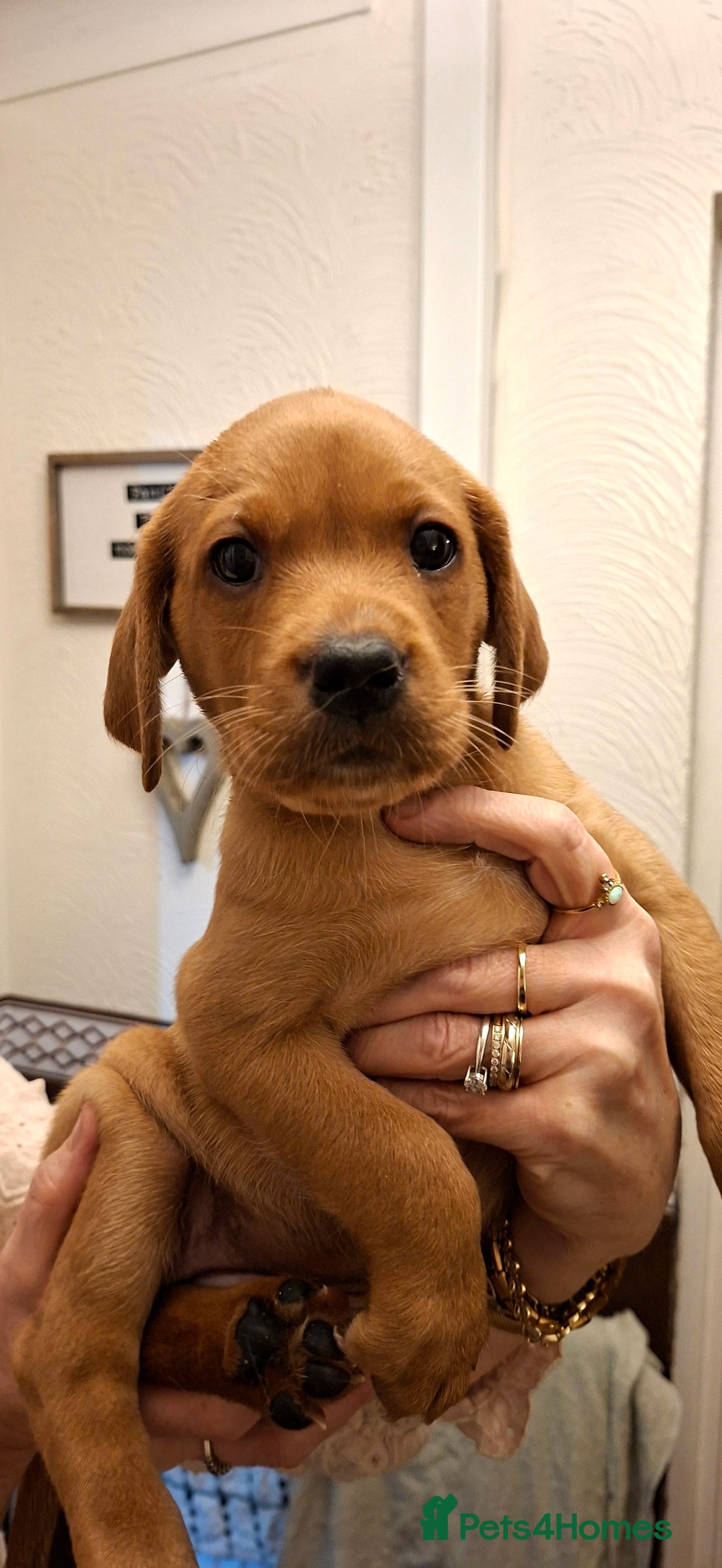 Labrador Retriever dogs for sale: KC registered Fox Red labrador puppies for sale - Image 10
