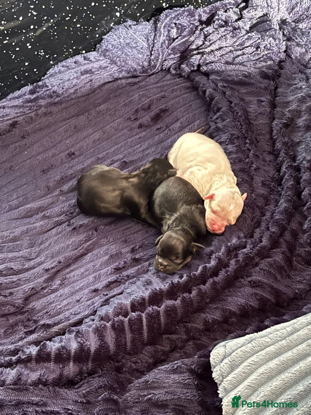 Shihpoo dogs for stud: gorgeous Shihpoo boy for studding  - Advert 8