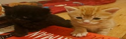 Mixed Breed cats for sale: Elven Bengal Mixes - Advert 21