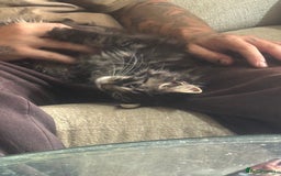 Maine Coon cats for sale: Last super loving boy left tica reg + vaccinated - Image 5