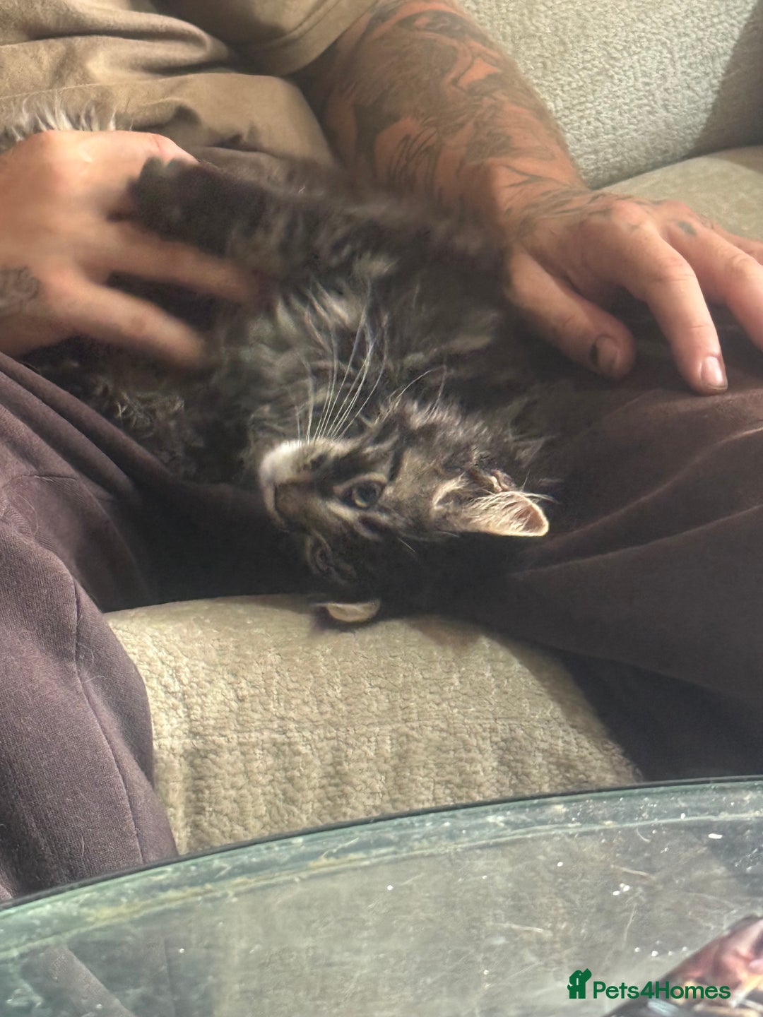Maine Coon cats for sale: Last super loving boy left tica reg + vaccinated - Image 5