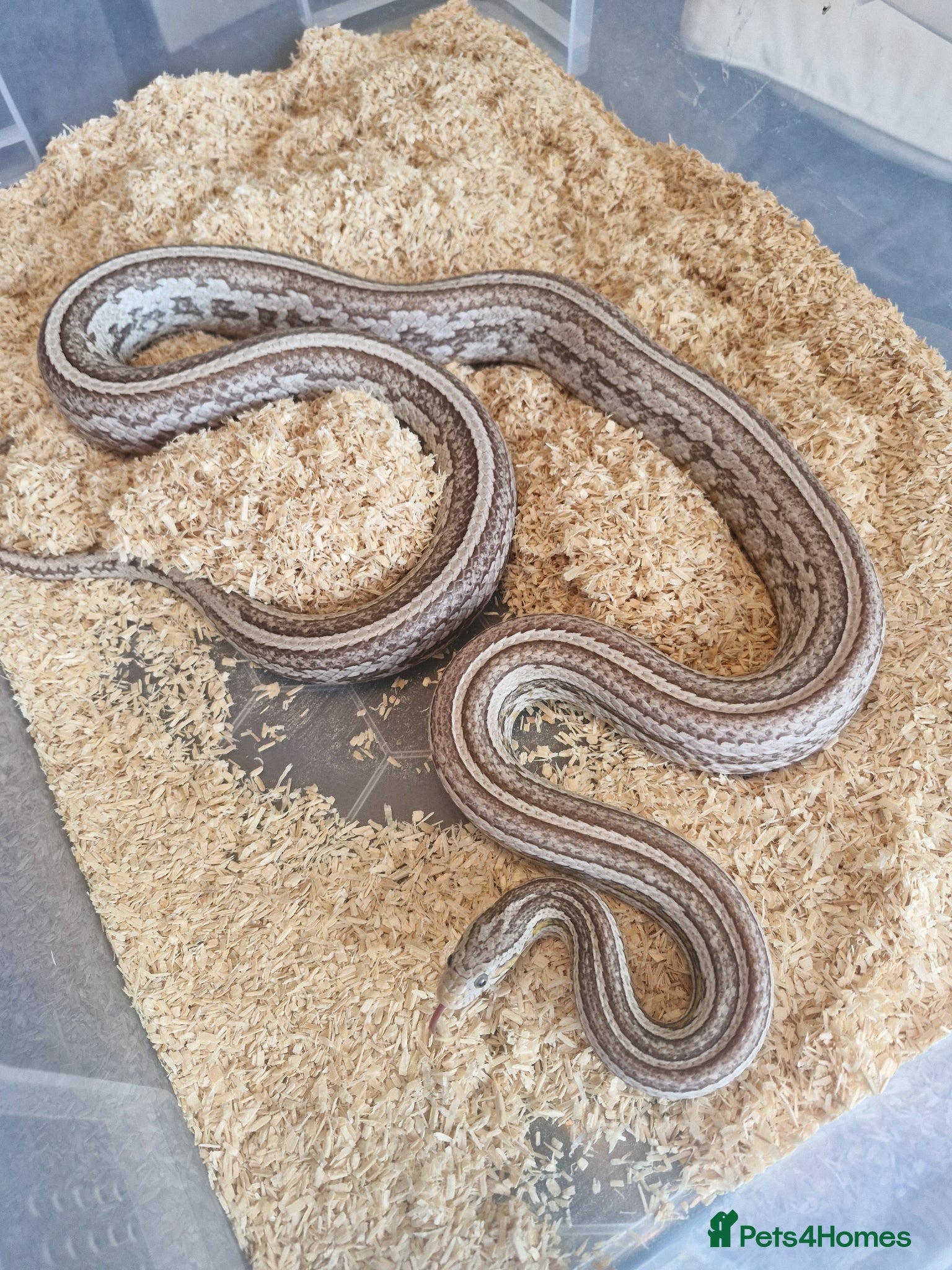 Corn Snake reptiles Tessera cornsnake female 100%het lavender anery  - Advert 4