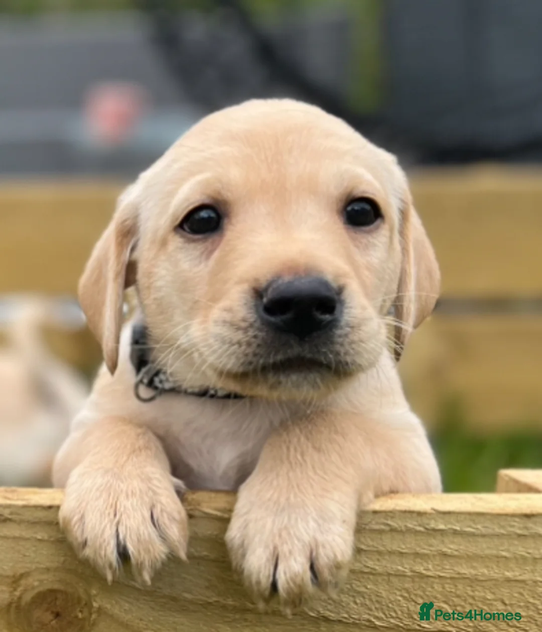 Labrador Retriever dogs for sale: Stunning lab puppies  - Advert 2