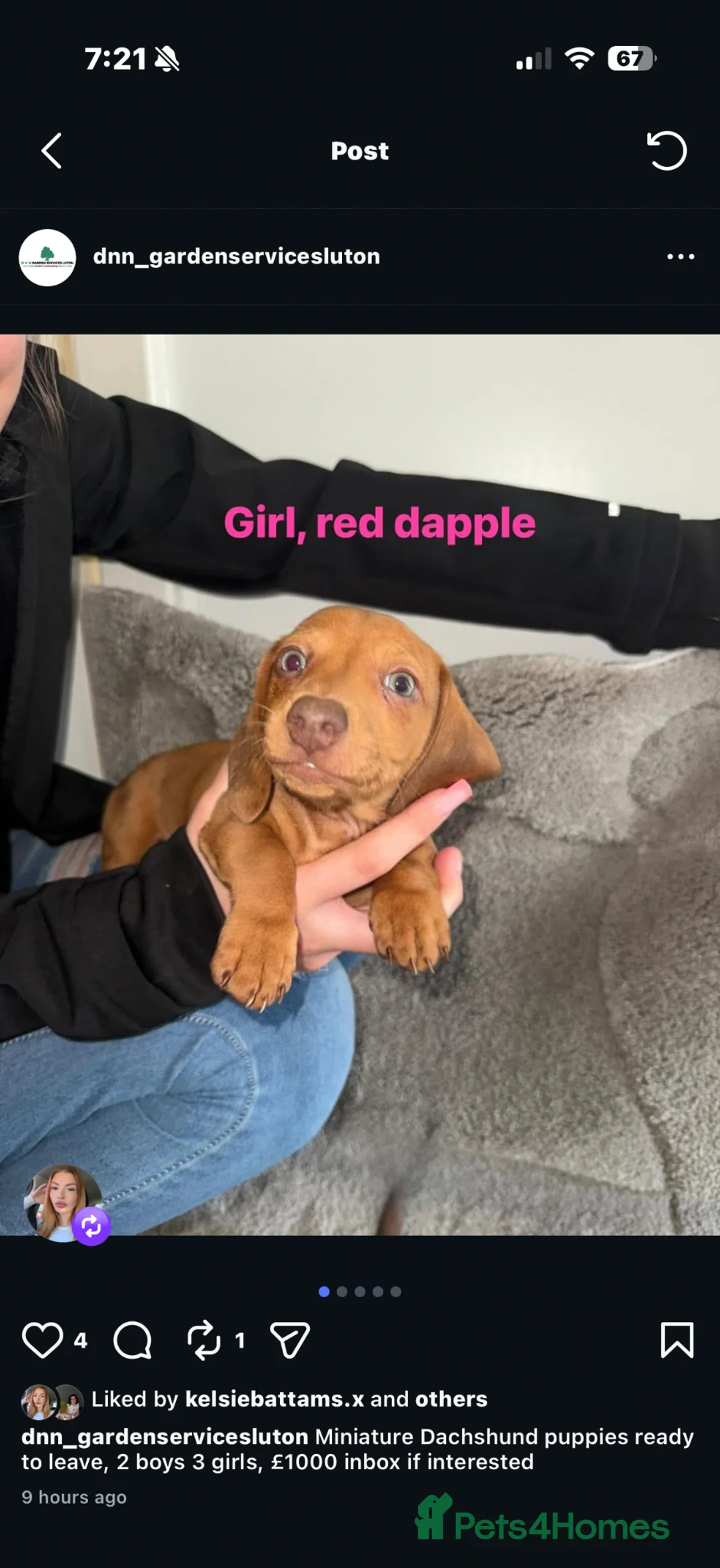 Miniature Dachshund dogs for sale: Miniature dachshund  - Advert 1