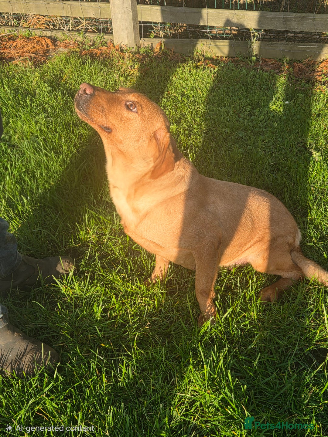 Labrador Retriever dogs for sale: 🧡 Retired gundog fox red labrador 🧡 - Advert 1