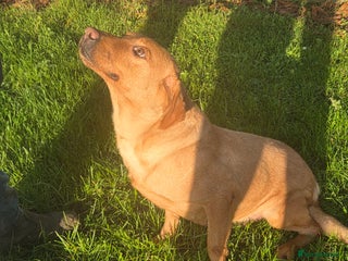 Labrador Retriever dogs 🧡 Retired gundog fox red labrador 🧡 - Advert 12