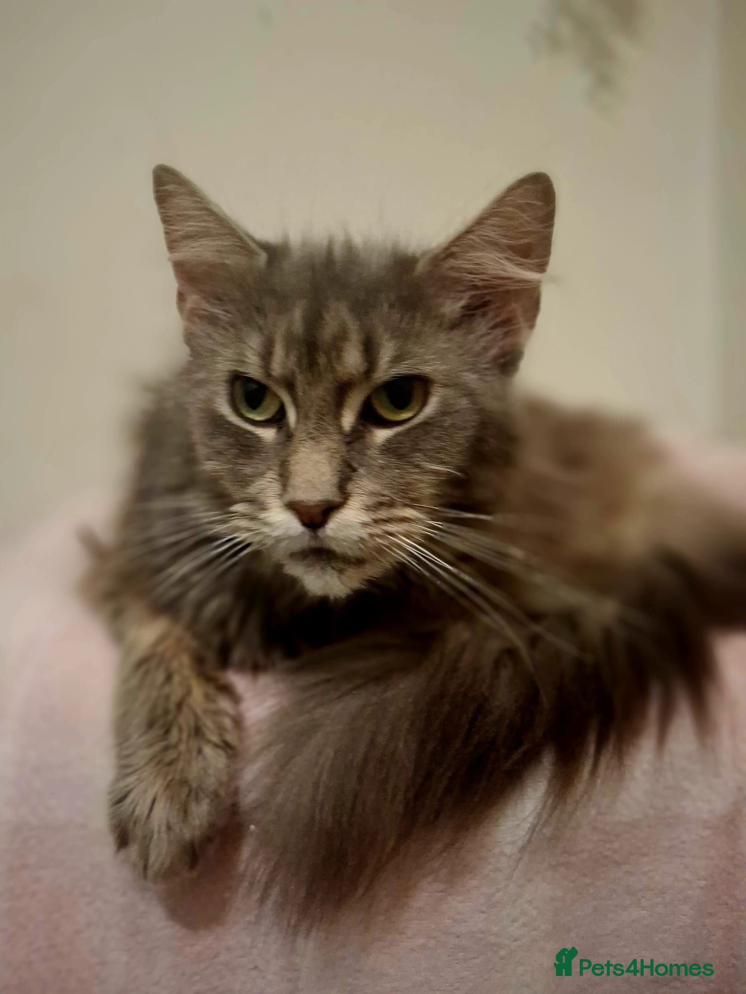 Maine Coon cats Maine coon for sale  - Advert 6