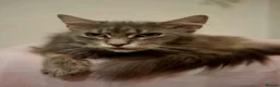 Maine Coon cats for sale: Maine coon for sale  - Advert 1