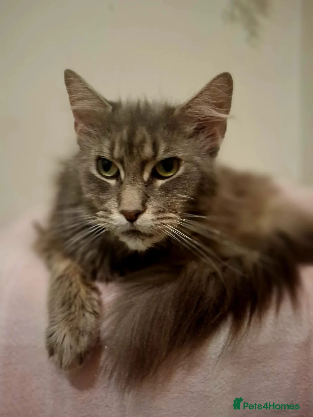 Maine Coon cats for sale: Maine coon for sale  - Advert 1