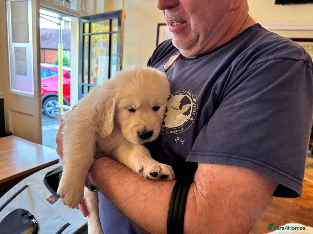 Golden Retriever dogs for sale: KC REG CHAMPIONSHIP BLOOD LINE BEAUTIFUL CREAM  - Image 12