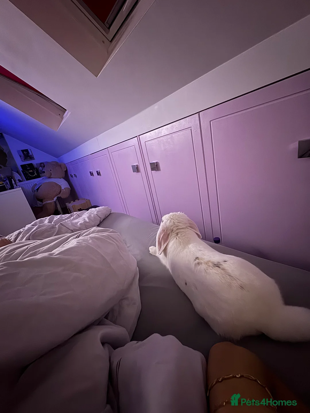 Mixed Breed rabbits for sale: Rabbit  - Advert 4