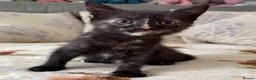 Mixed Breed cats for sale: 4 adorable kittens  - Advert 8