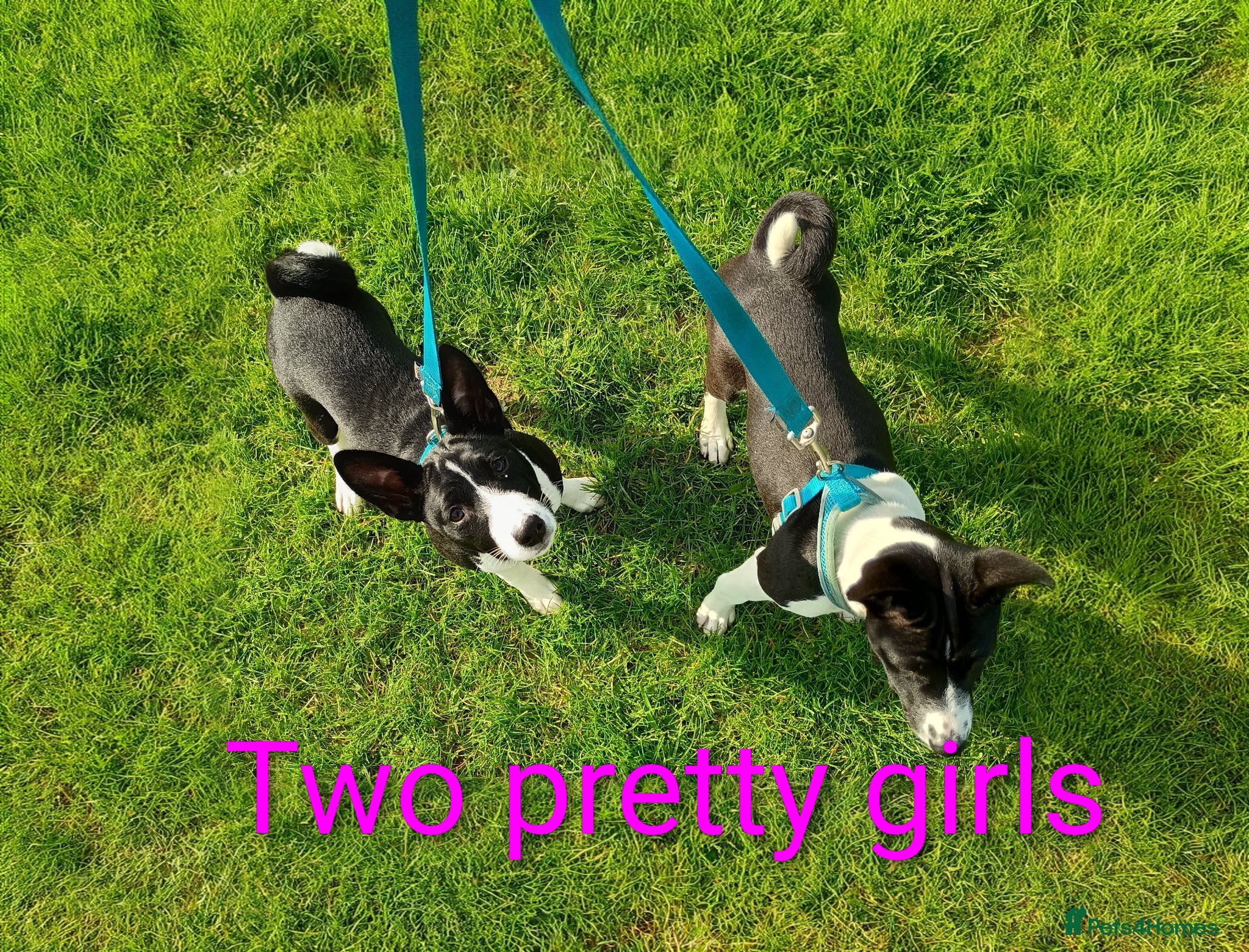 Basenji dogs Top quality lines pedigree Basenji pups.Ready now. - Advert 1